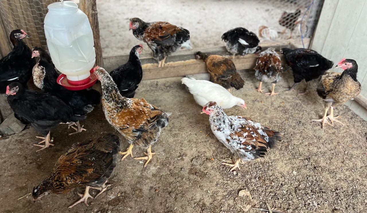 Ovos, pintinhos e frangos  - Foto 6