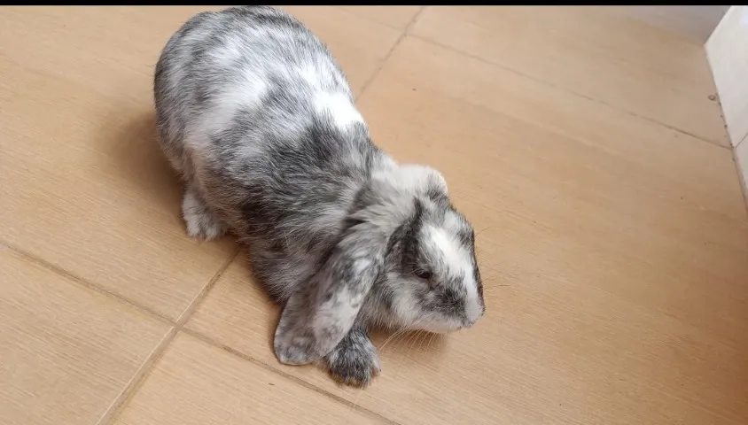 Mini Coelho fuzzy peruana 