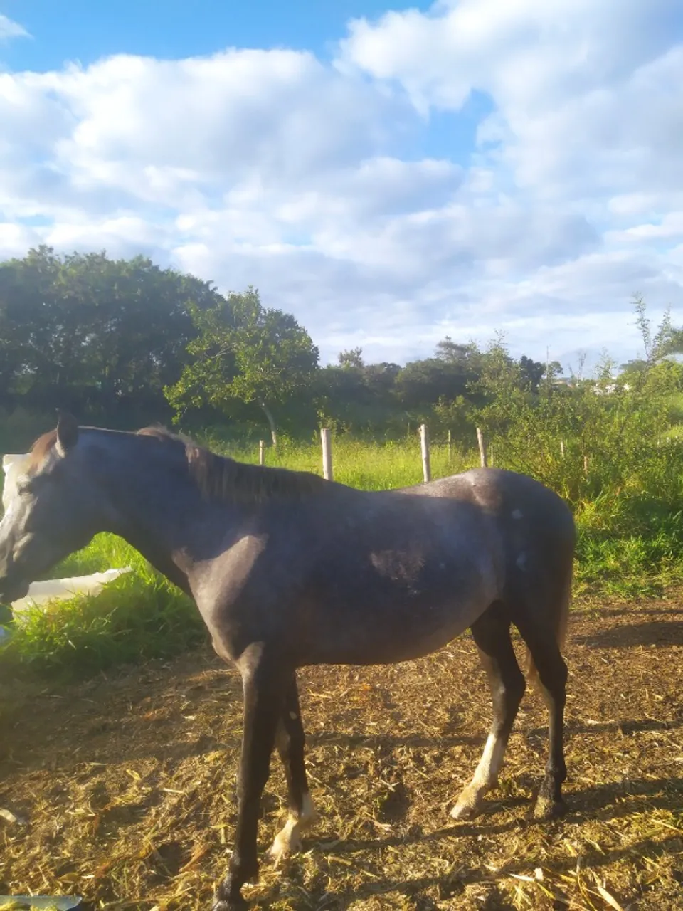 Potro mangalarga marchador registrado 
