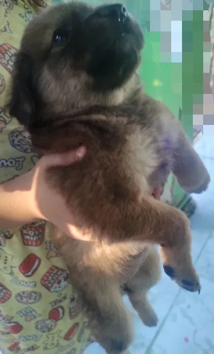 Filhote pai chow-chow leia o anúncio