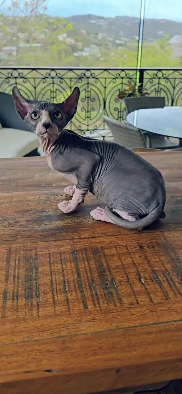Filhote Gato Sphynx Elf - Linhagem Internacional Com Pedigree - Gatil Zaidan - N1 Brasil - Foto 2