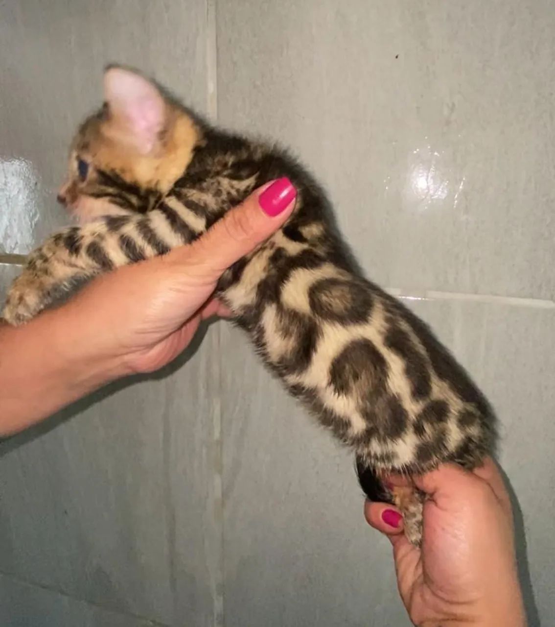 Filhotes de gato Bengal64293081283715122