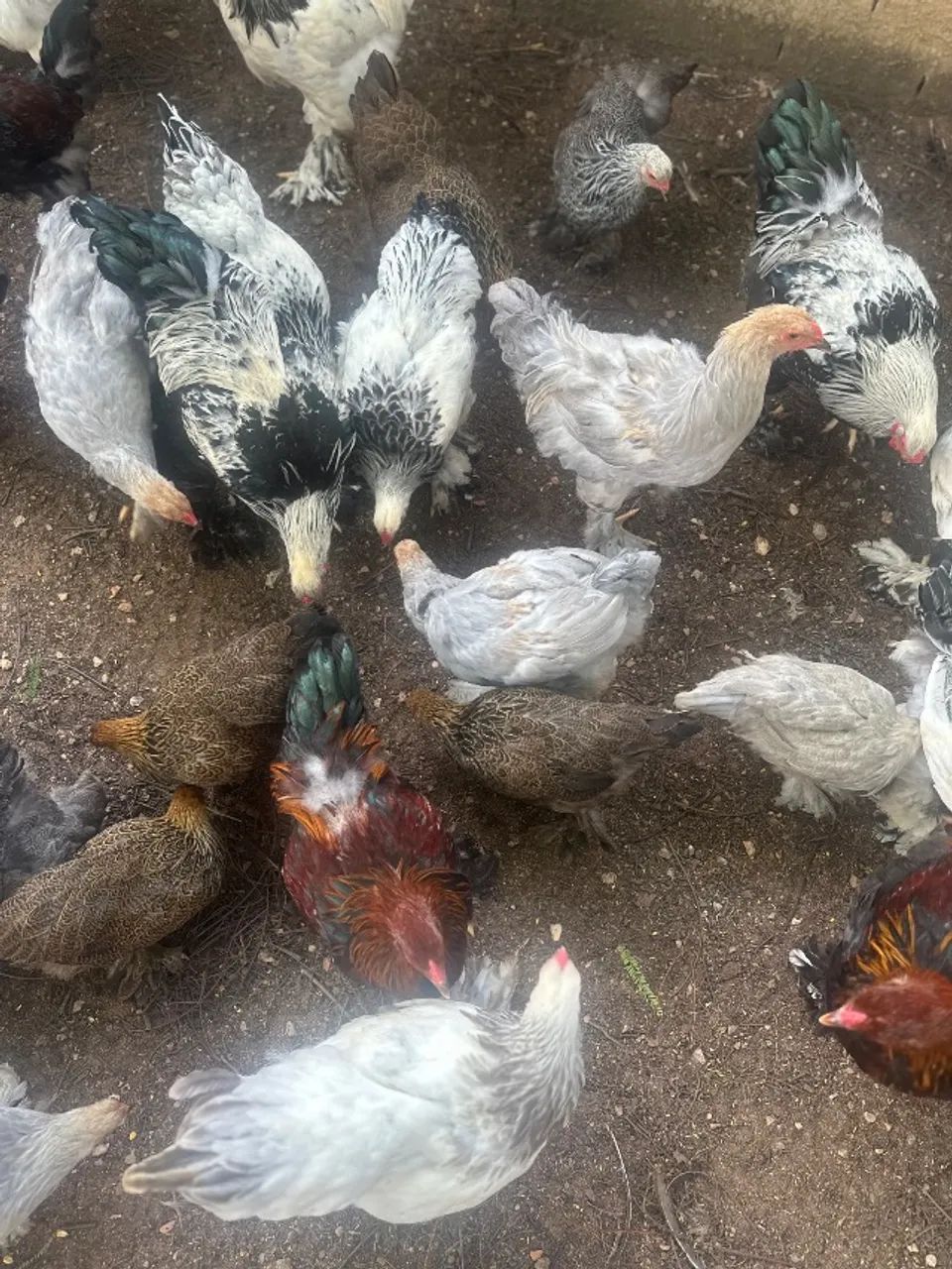  Galinha Brahma  - Foto 4