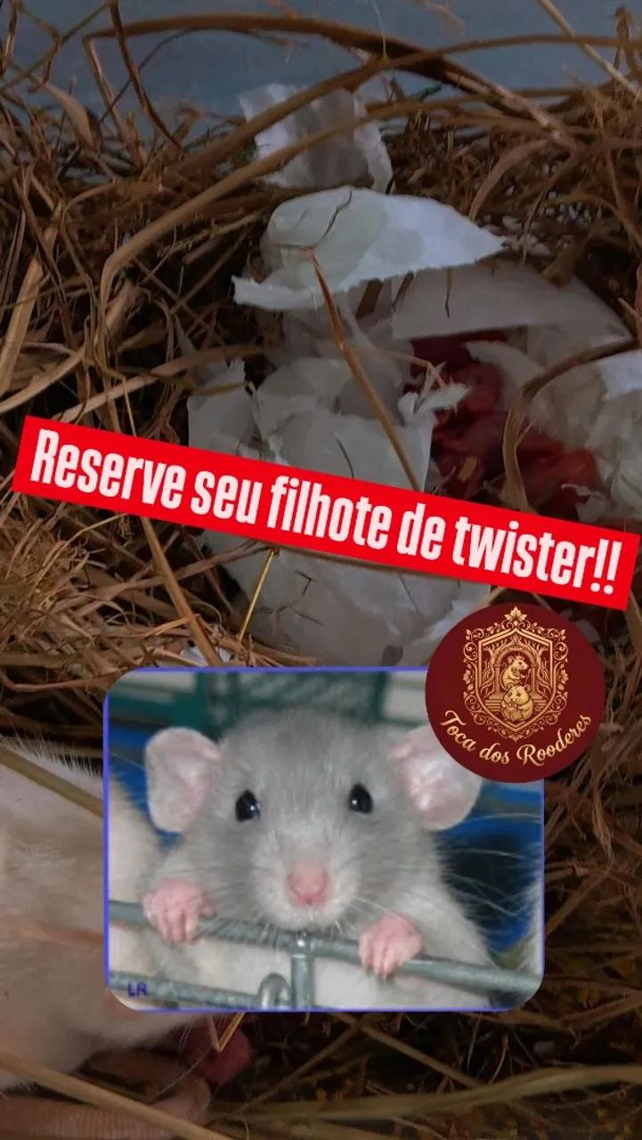 Filhotes de rato twister 