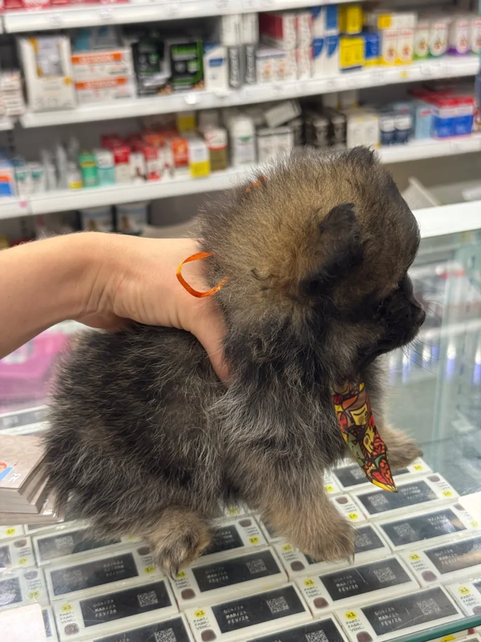 Lulu da pomerania