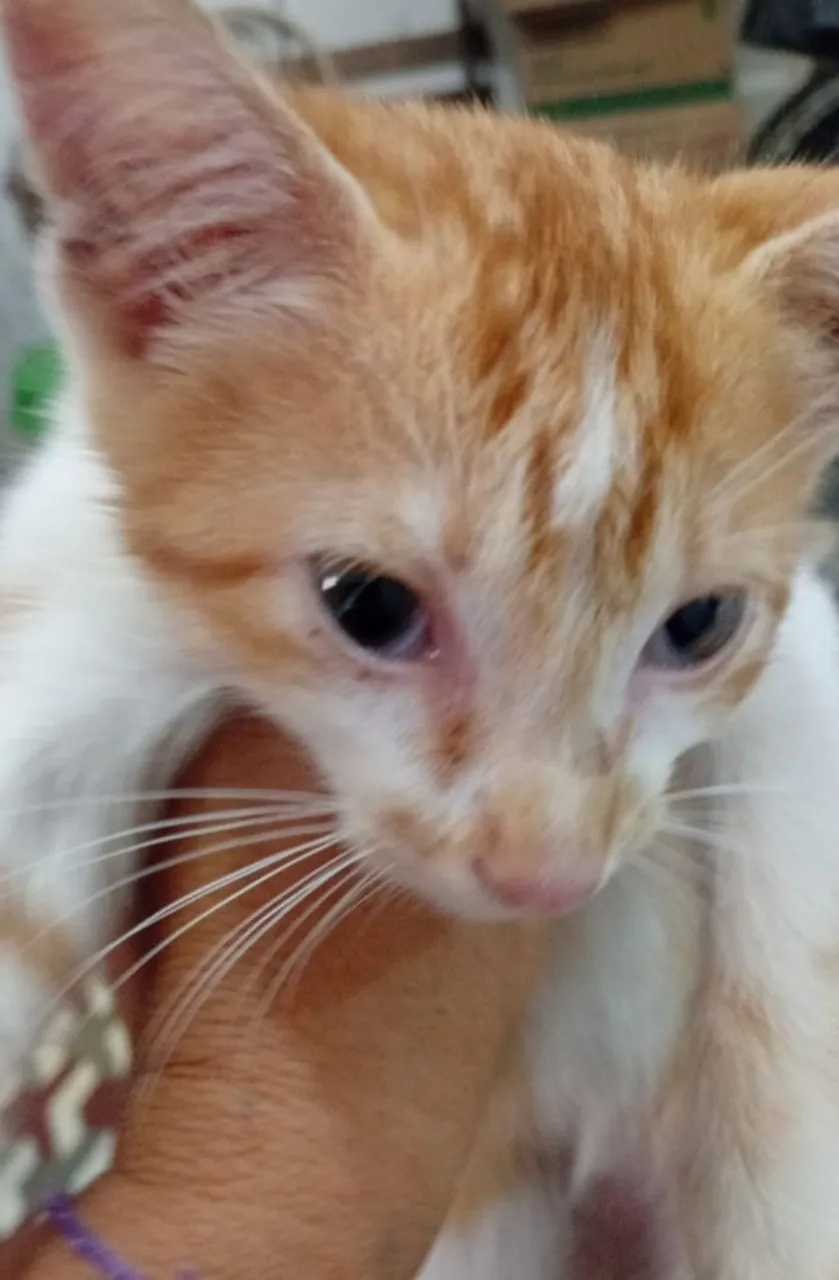 Gatinha laranja *