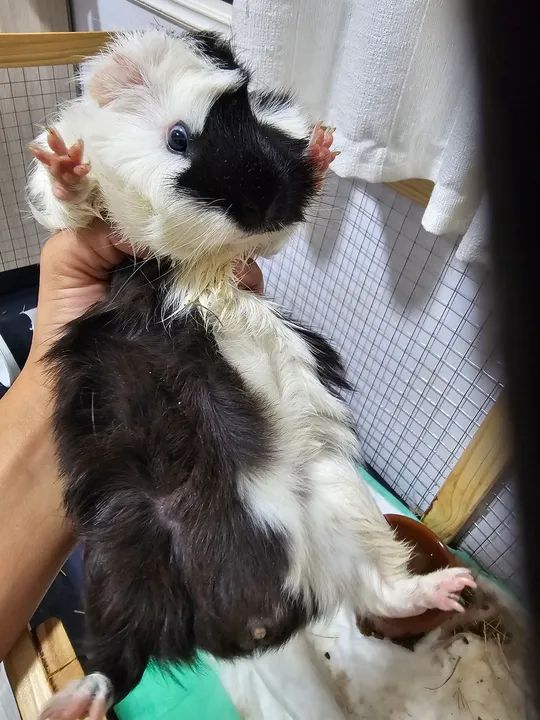 Porquinho da índia  - Foto 4