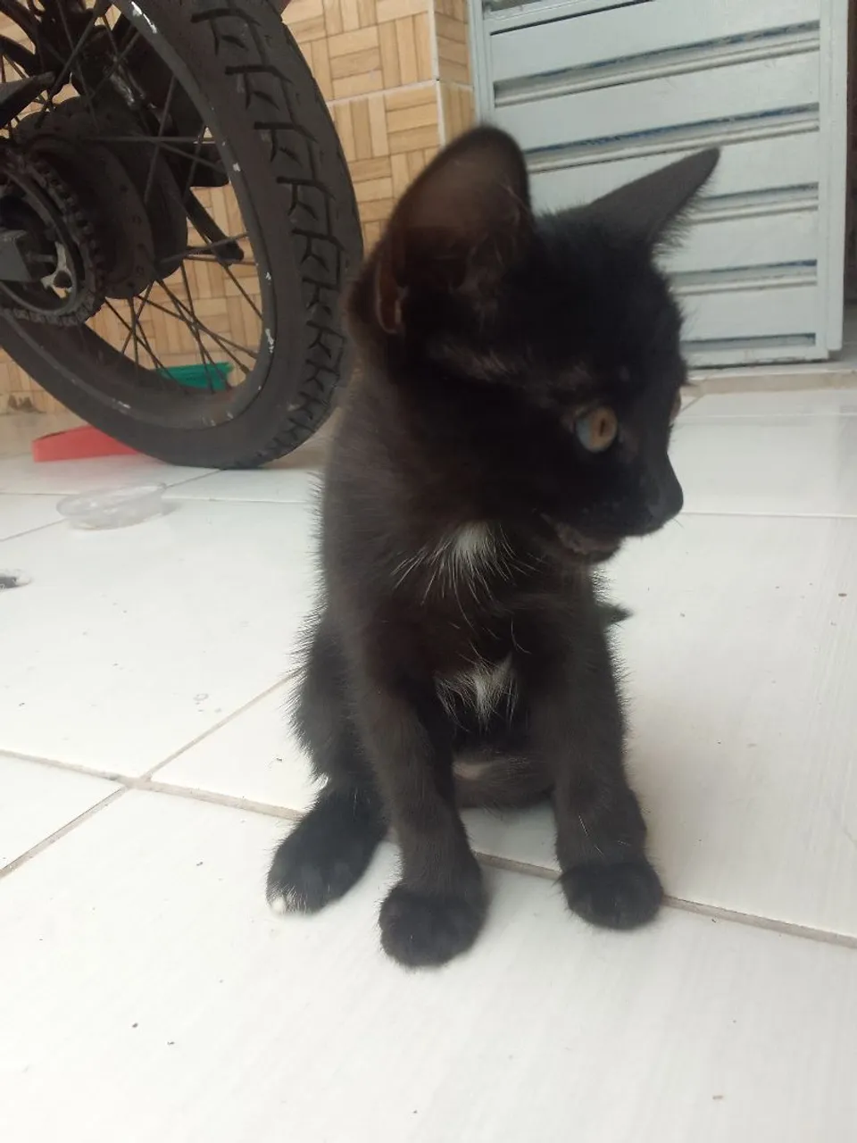 Doação de gatinha preta