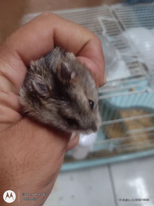 Hamister anão russo 