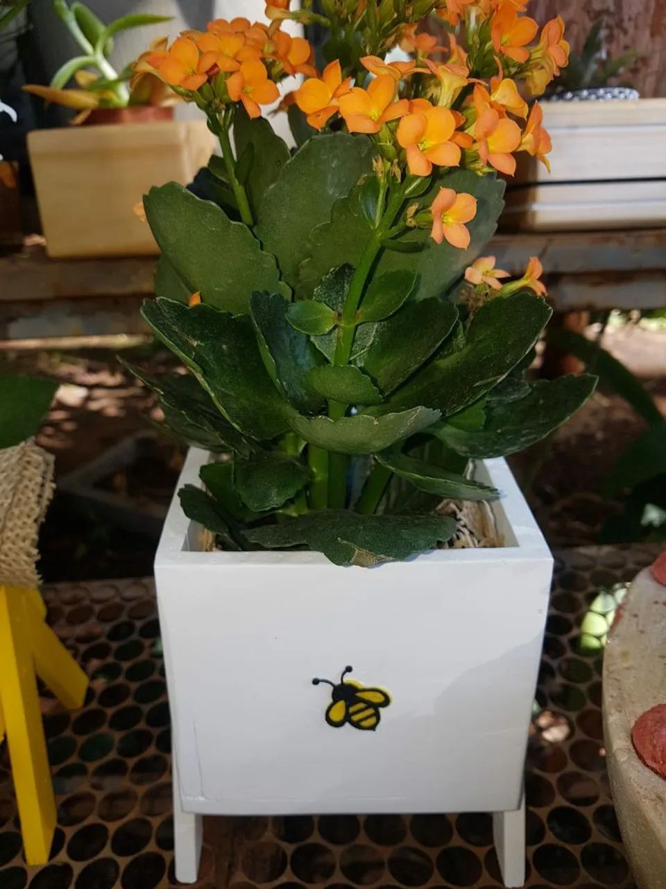 Planta Kalanchoe em vaso - Foto 2