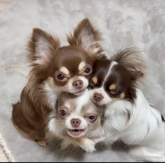 Dócil  Chihuahua de pelo longo á venda 