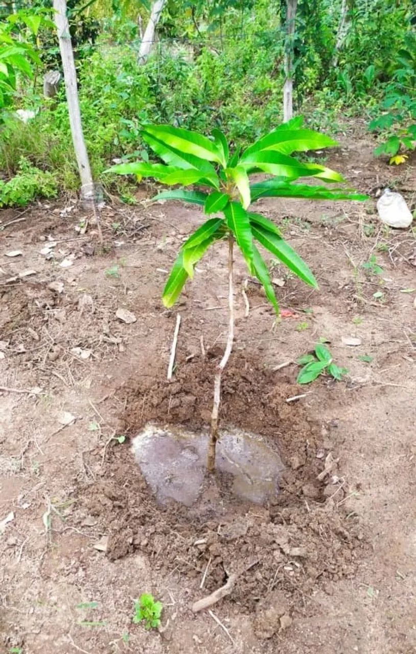 Terreno em Arembepe - linha verde - Foto 2