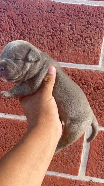 Filhotes American Bully Micro - Foto 3