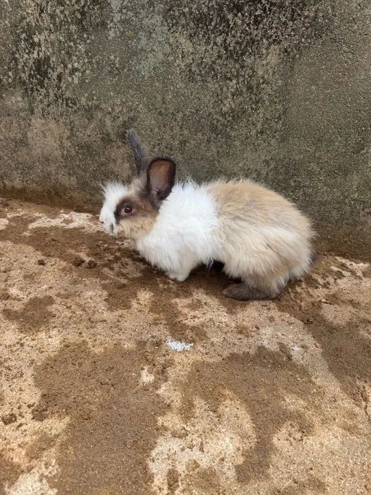 Coelhos à venda  - Foto 4