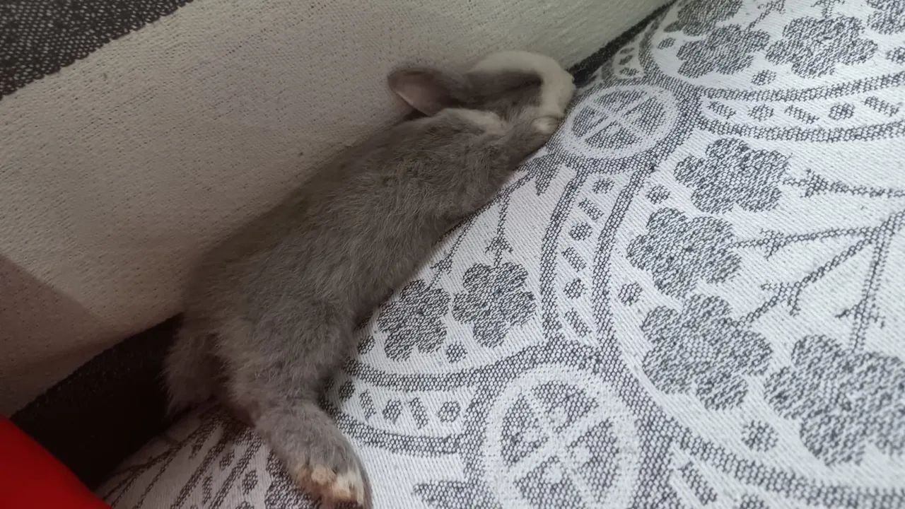 Mini coelho para venda! - Foto 2