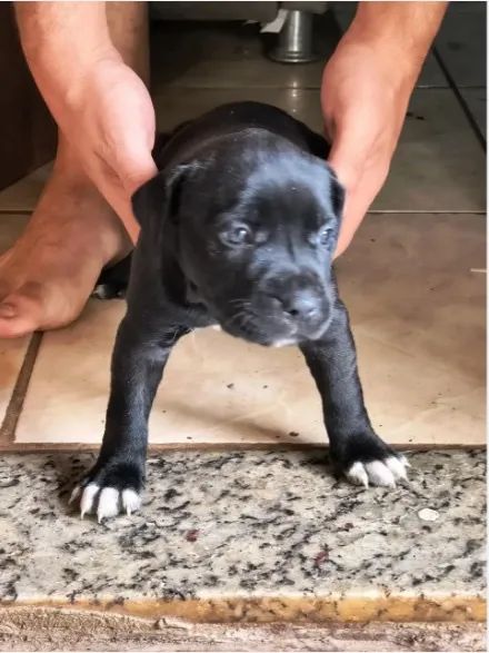 Cachorro doação  - Foto 3