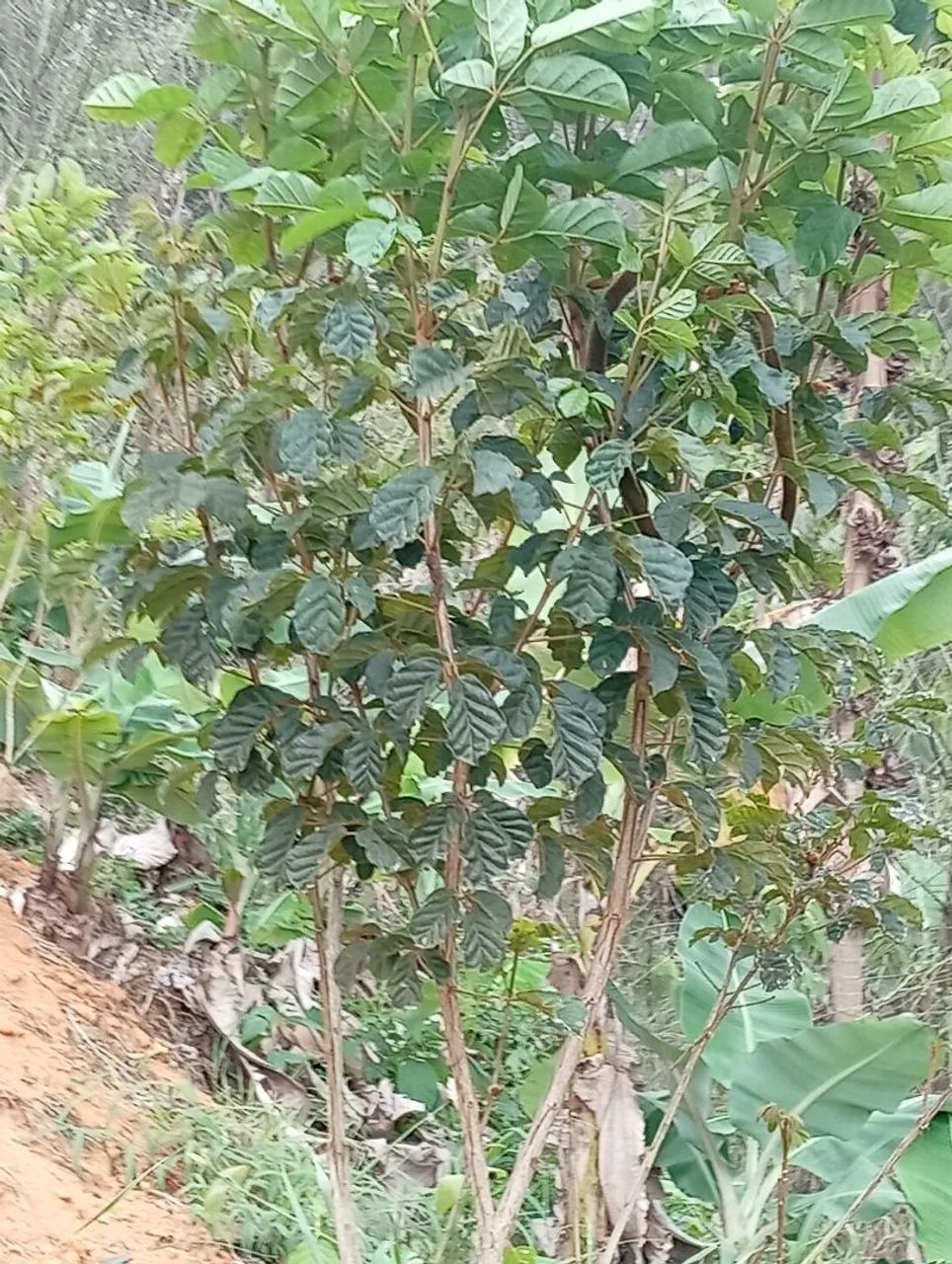 Chacara em Melgaço Domingos Martins  - Foto 3
