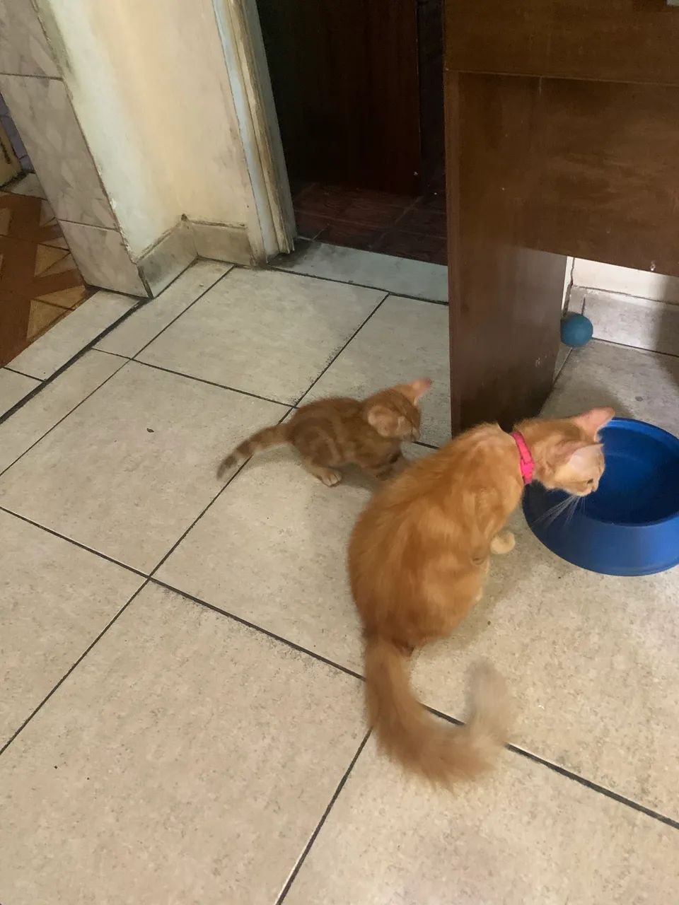 Gatinhos da raça american shorthair  - Foto 4