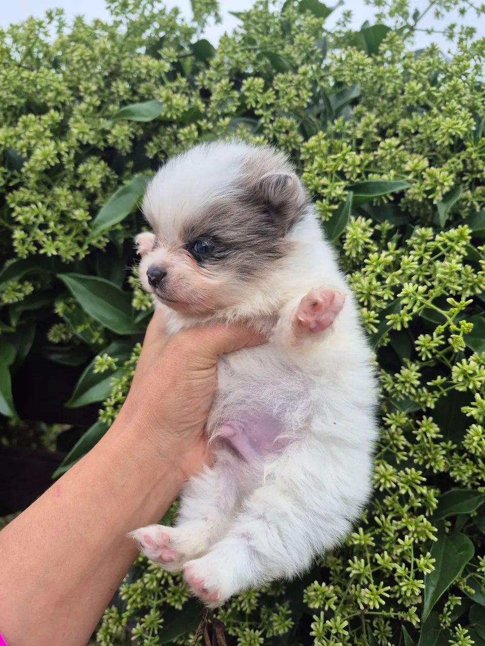 Macho de lulu Merle - Foto 3
