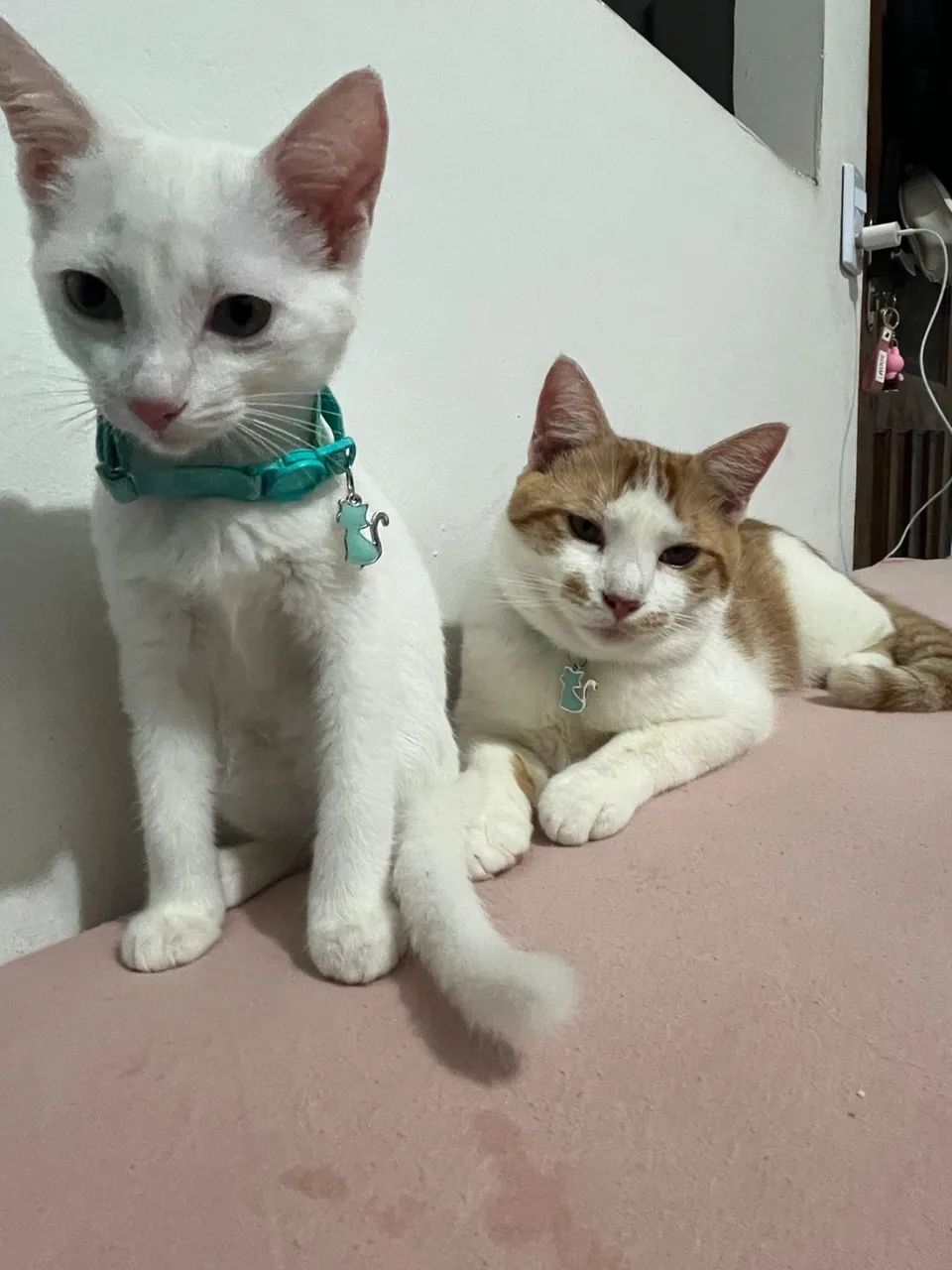 Doa-se gatos - Foto 5