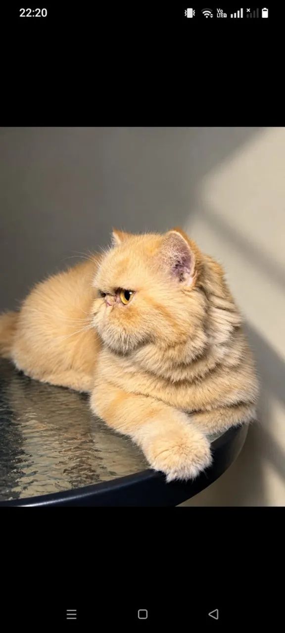 Gato persa 