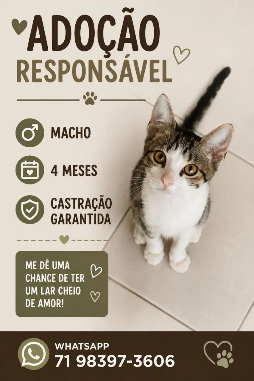 Gatos para doção responsável 