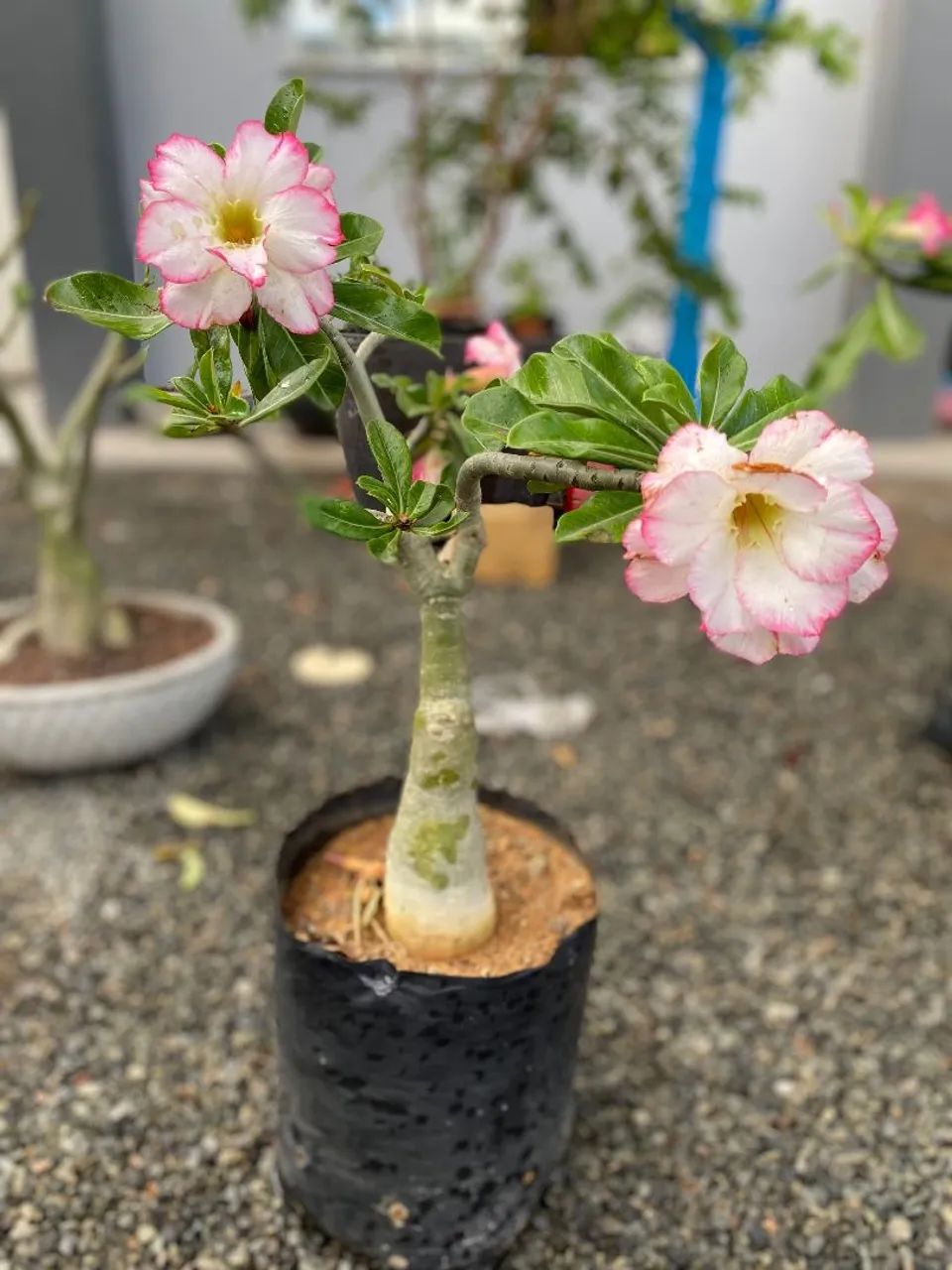 ROSA DO DESERTO GIGANTE  - Foto 5