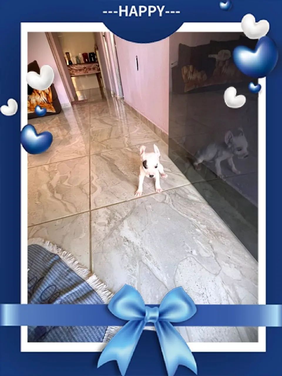 Lindos Pincher  - Foto 3