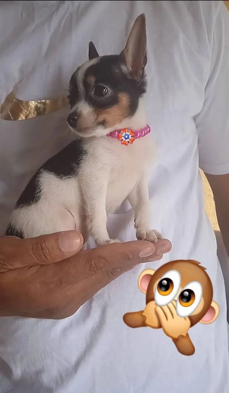 Pinscher obs: vacina importada  - Foto 2