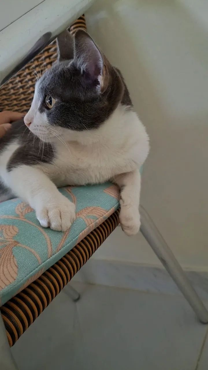 Gato  - Foto 4