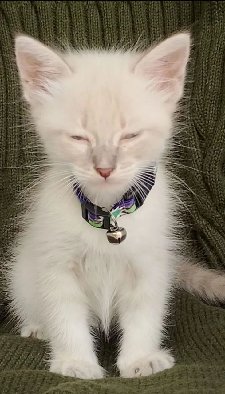 Gato siamês tigrado peludinho com 2 meses  - Foto 6
