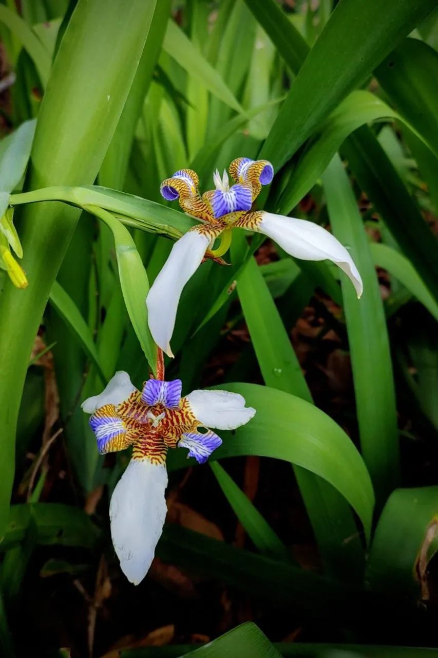 Muda de planta, íris-caminhante, flor dos apóstolos 