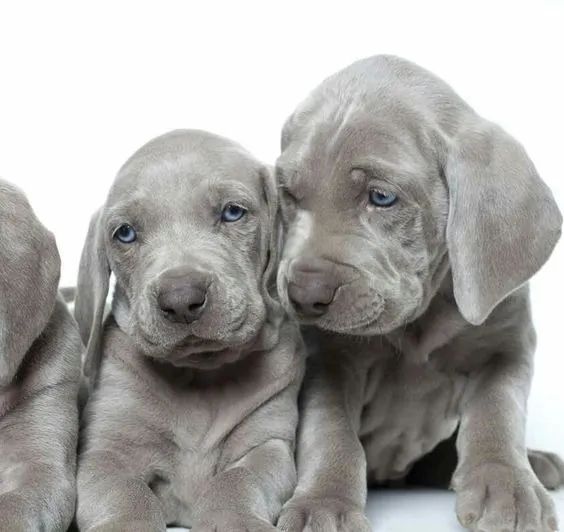 Weimaraner 