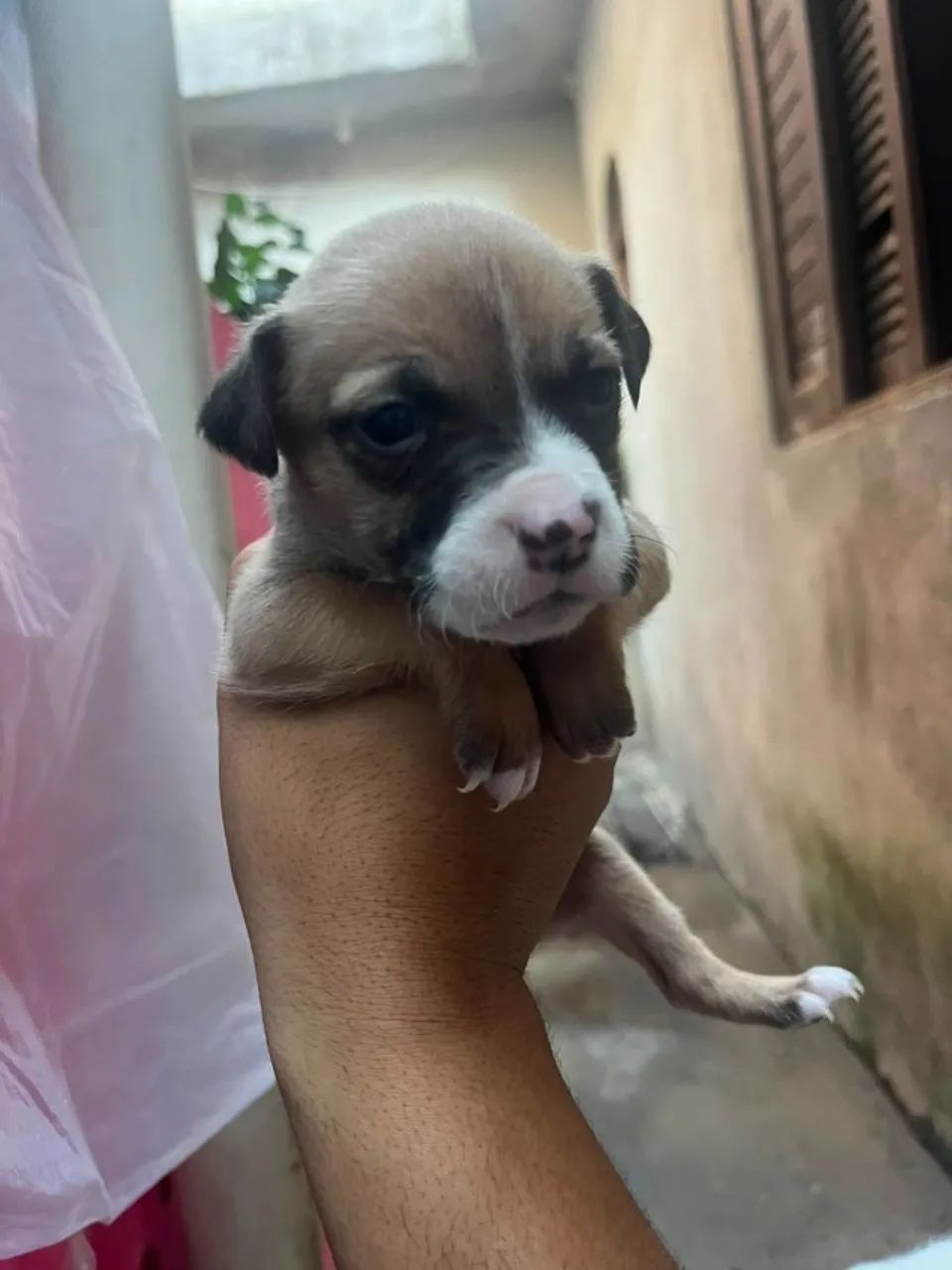 Filhotes de pitbull  - Foto 4