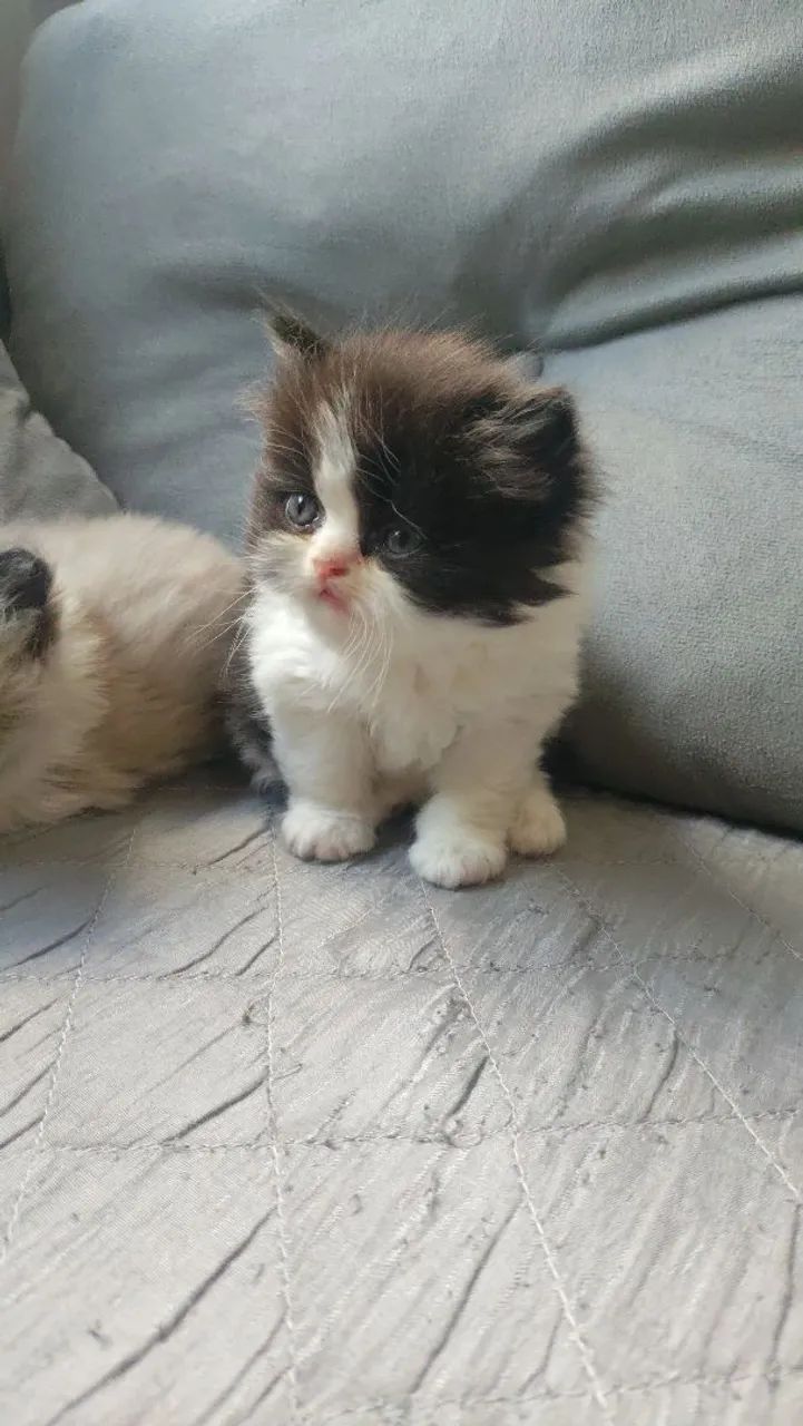 Gatos Persa - Foto 5