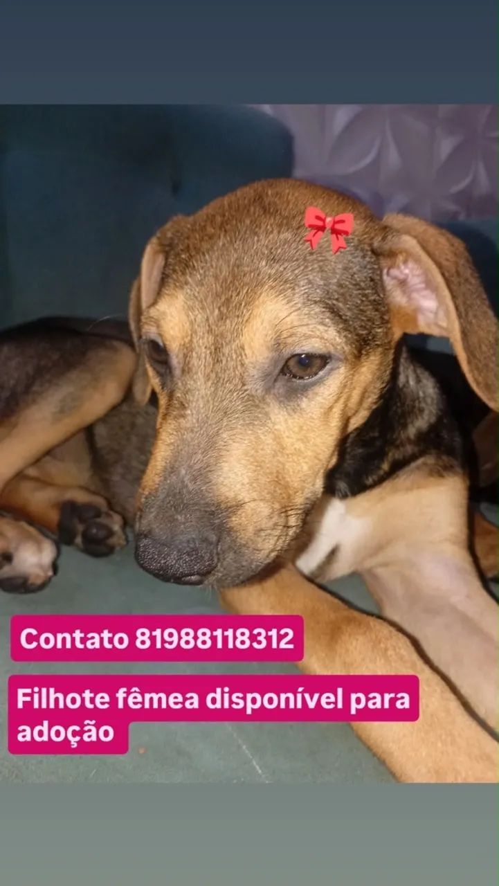 Doação  - Foto 2