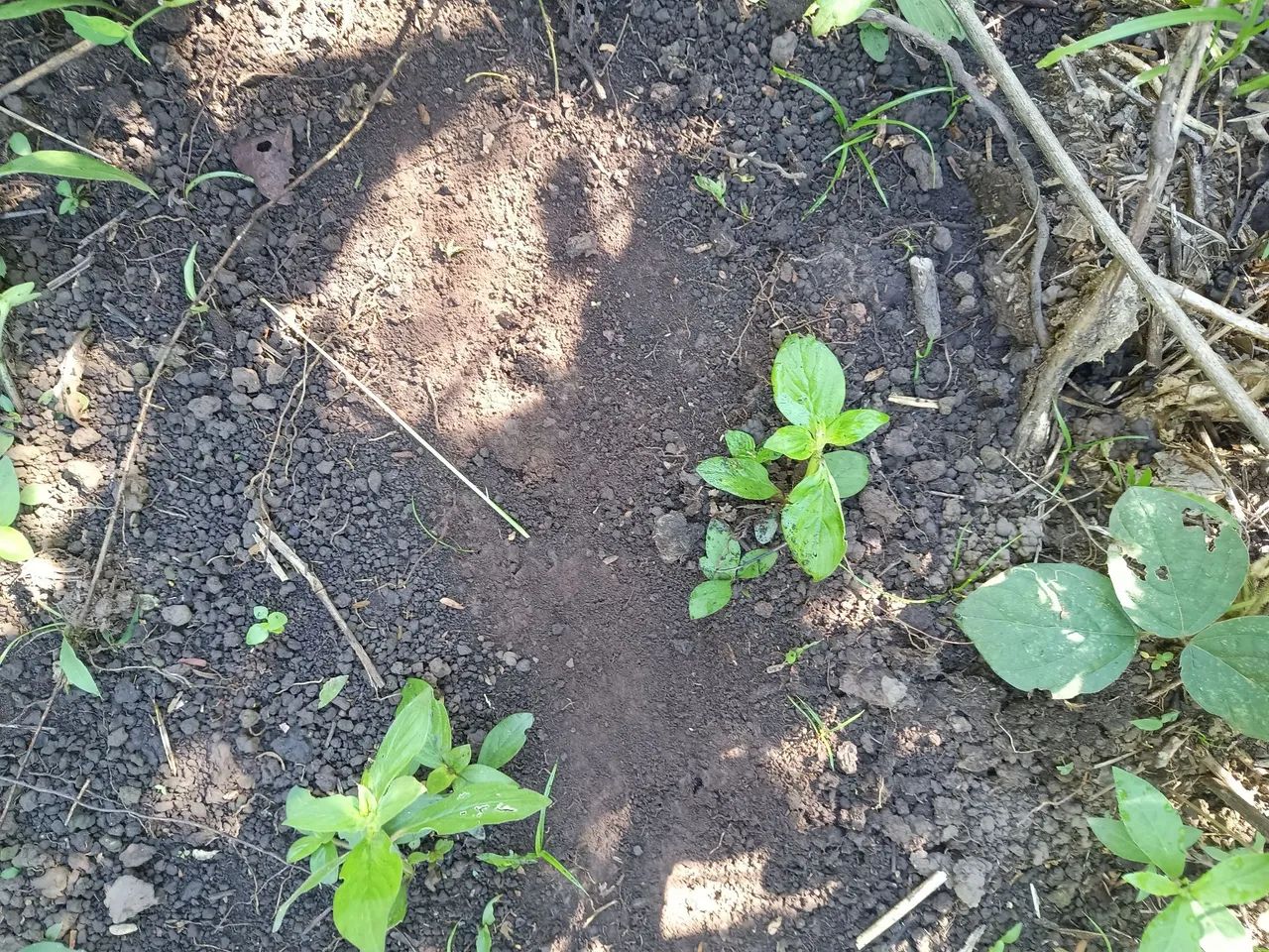 Fazenda em Barrolandia - Miracema - Palmas - Foto 3