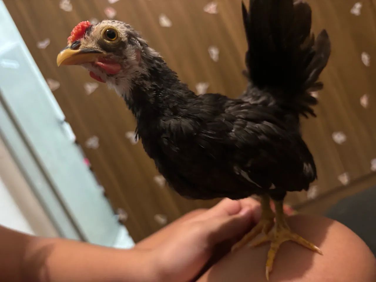 Pintinho de Garnizé Galinha Mini
