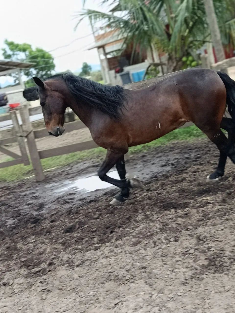 Cavalo  - Foto 4