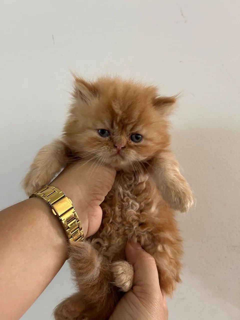 Filhotes de gato persa 
