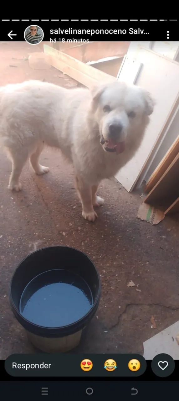 Cachorro  - Foto 3