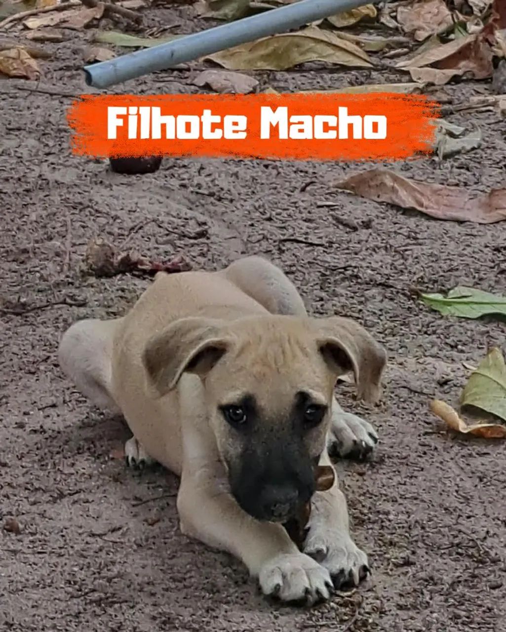 Filhotes disponíveis  - Foto 3
