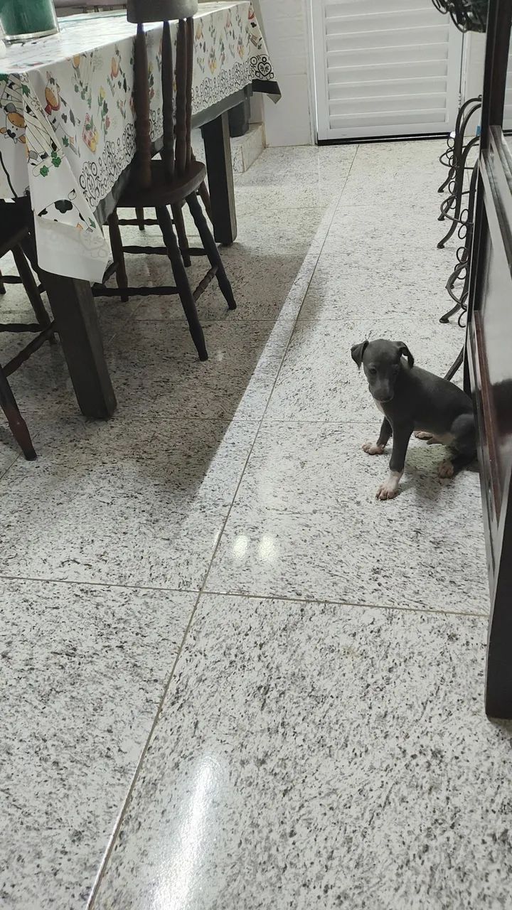 Pequeno Lebrel Italiano  - Foto 2