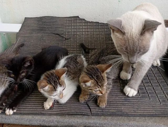 Filhotes de Gatos p/ Adoção