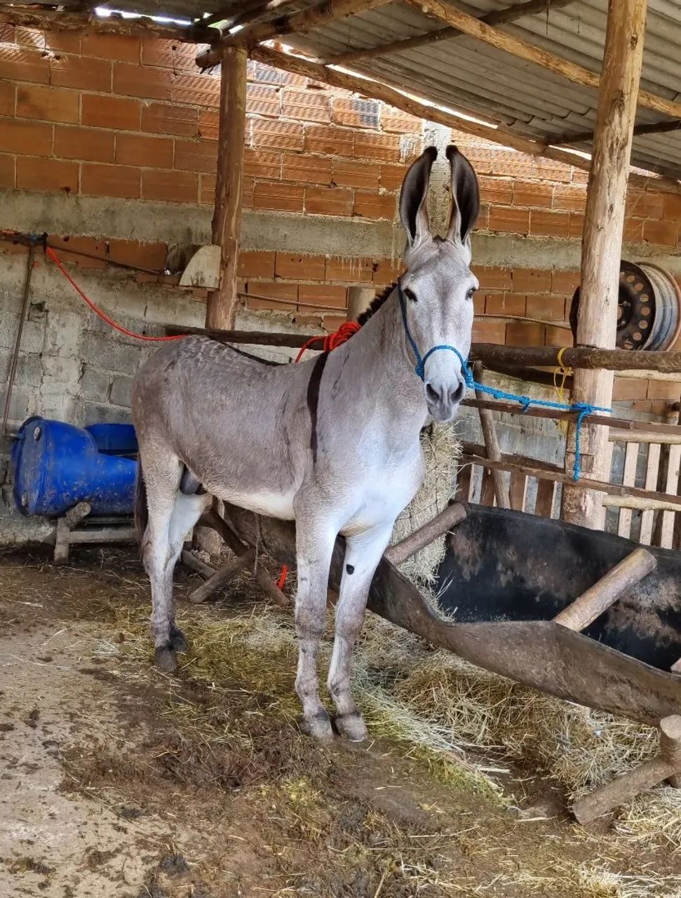Mula preta de picada  - Foto 6