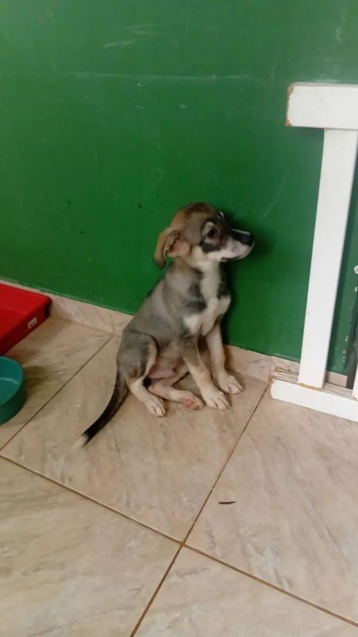 Husky Siberiano  - Foto 2