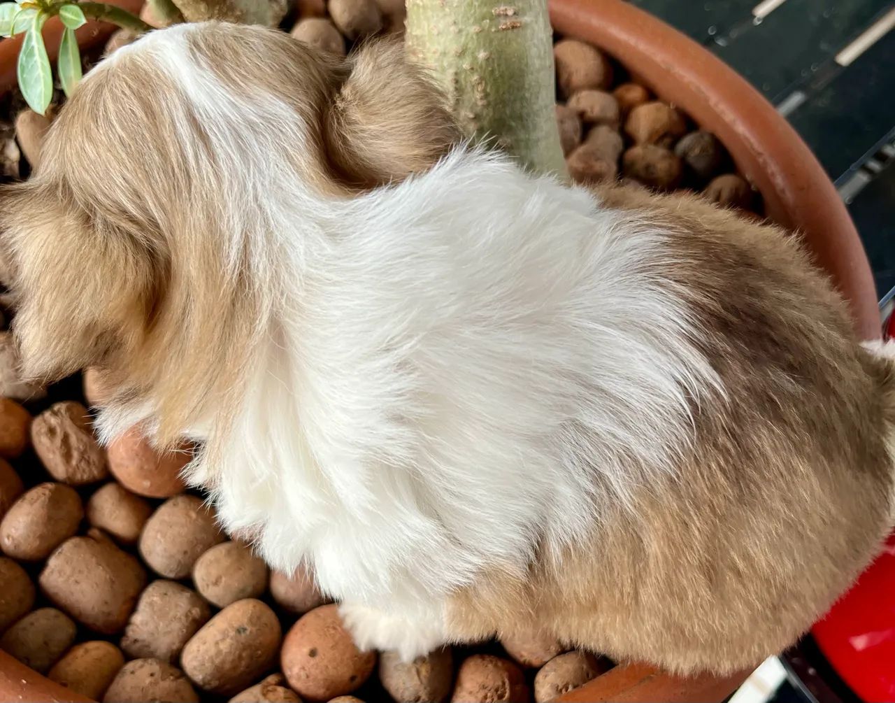 Shih Tzu - Foto 3