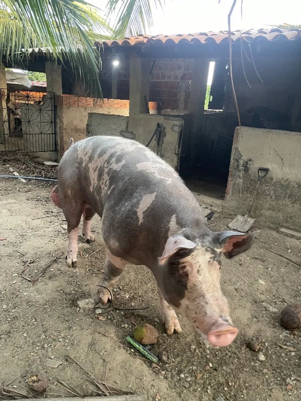 Porco Pietran  - Foto 2