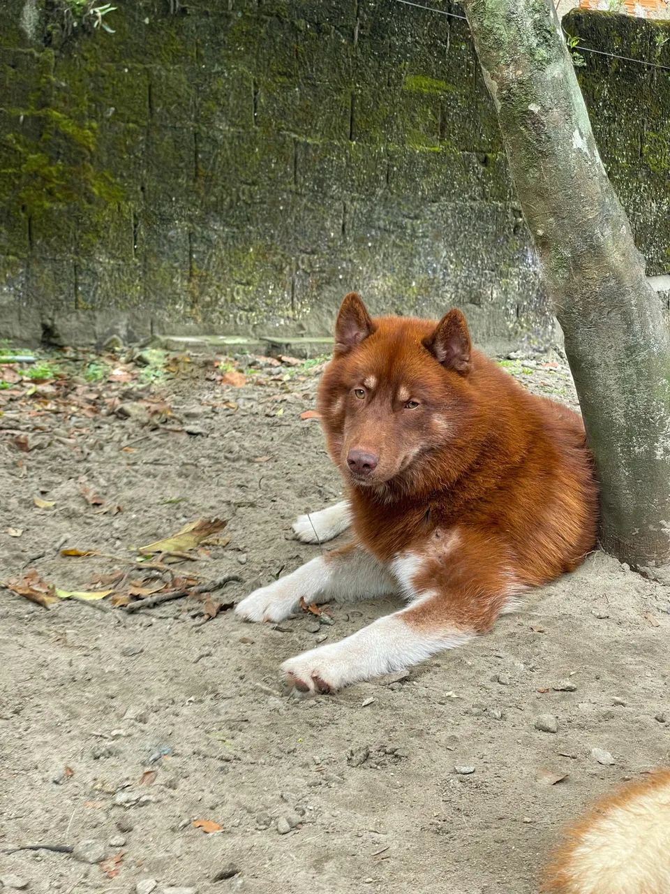 Doção de cão  - Foto 5