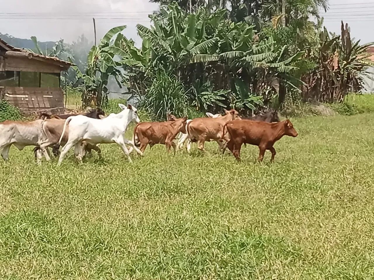 33 bezerros 18 macho 15 fêmea  - Foto 3